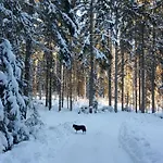 Semesterbostad Waldhaus Sonnenberg 1 *